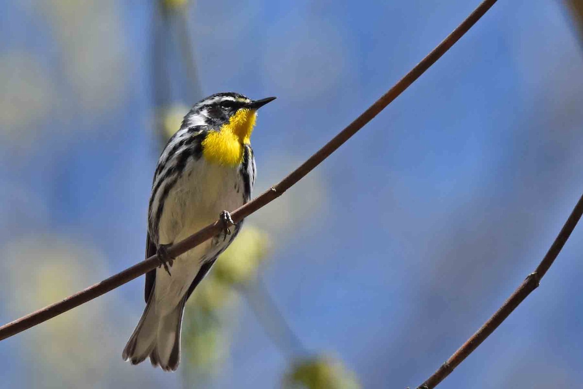 Yellow-throated Warbler - ML435302921