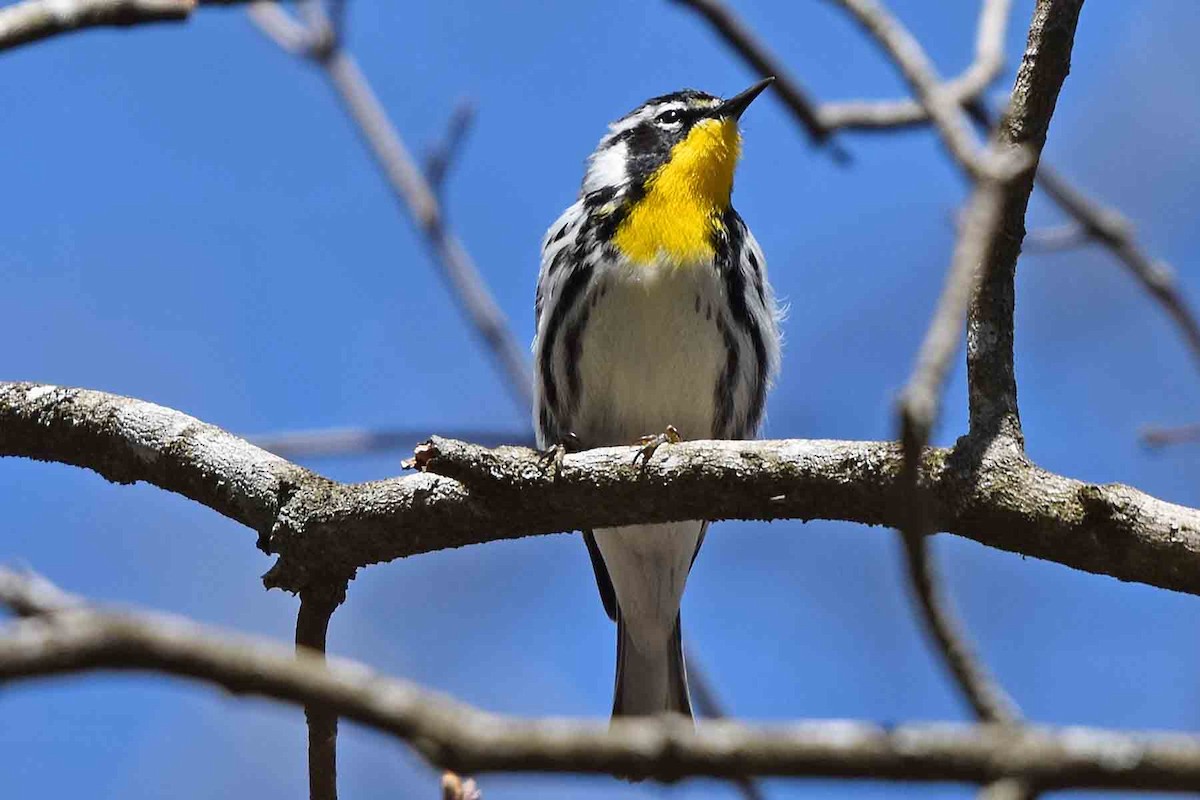 Yellow-throated Warbler - ML435302931