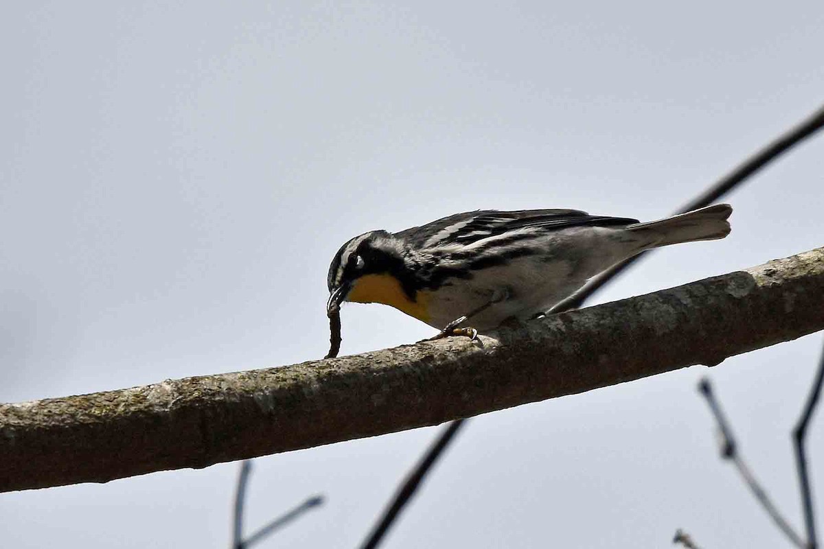 Yellow-throated Warbler - ML435302941