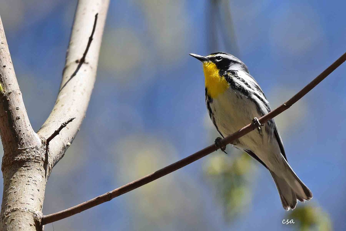 Yellow-throated Warbler - ML435302961