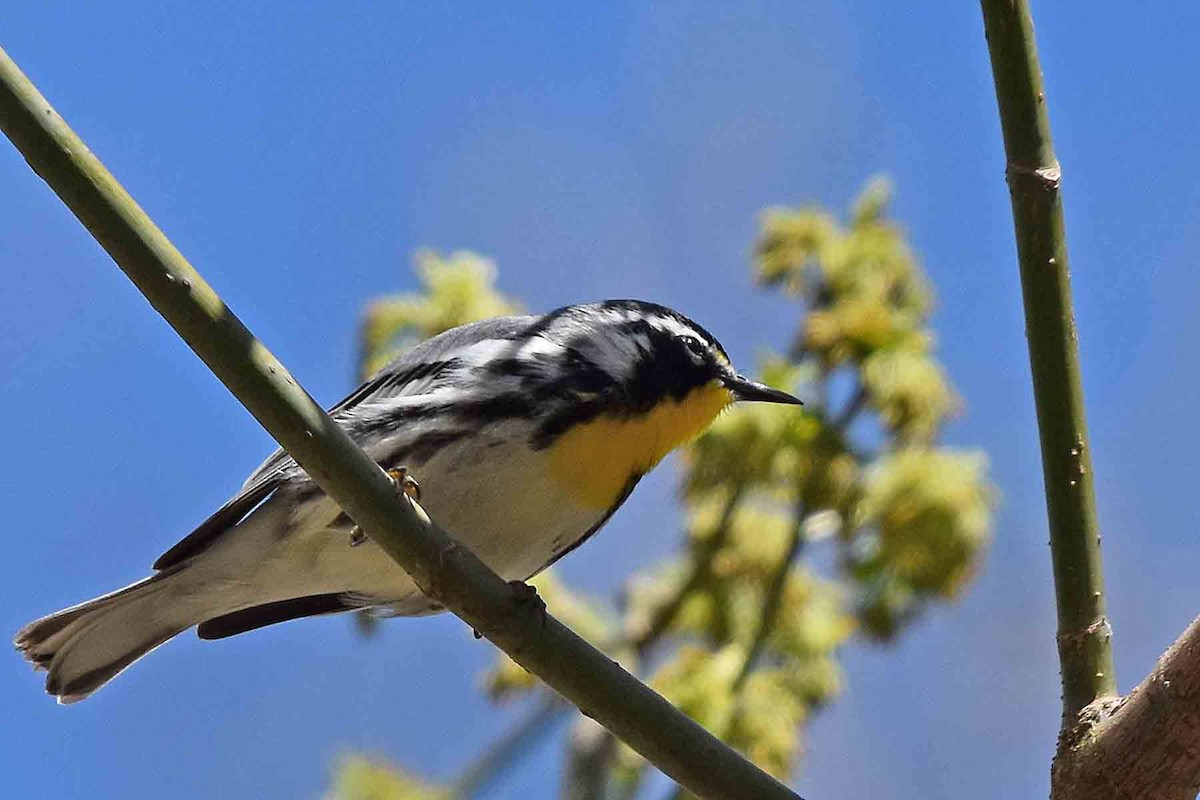Yellow-throated Warbler - ML435302971