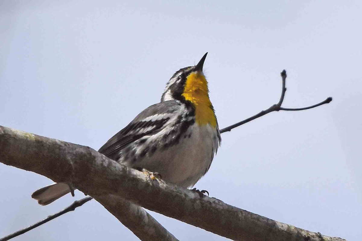 Yellow-throated Warbler - ML435302981