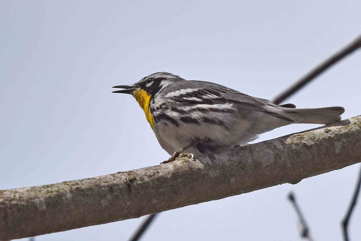 Yellow-throated Warbler - ML435303011