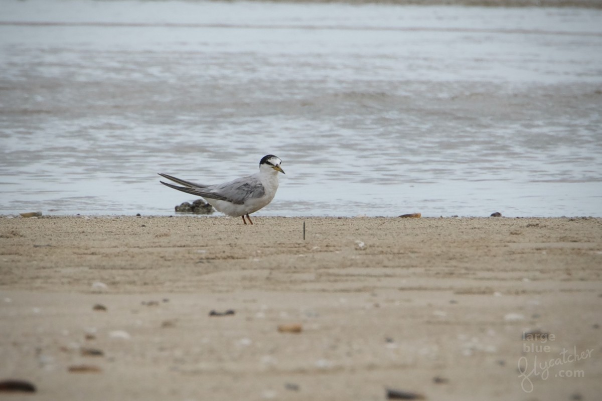 Little Tern - ML435303291