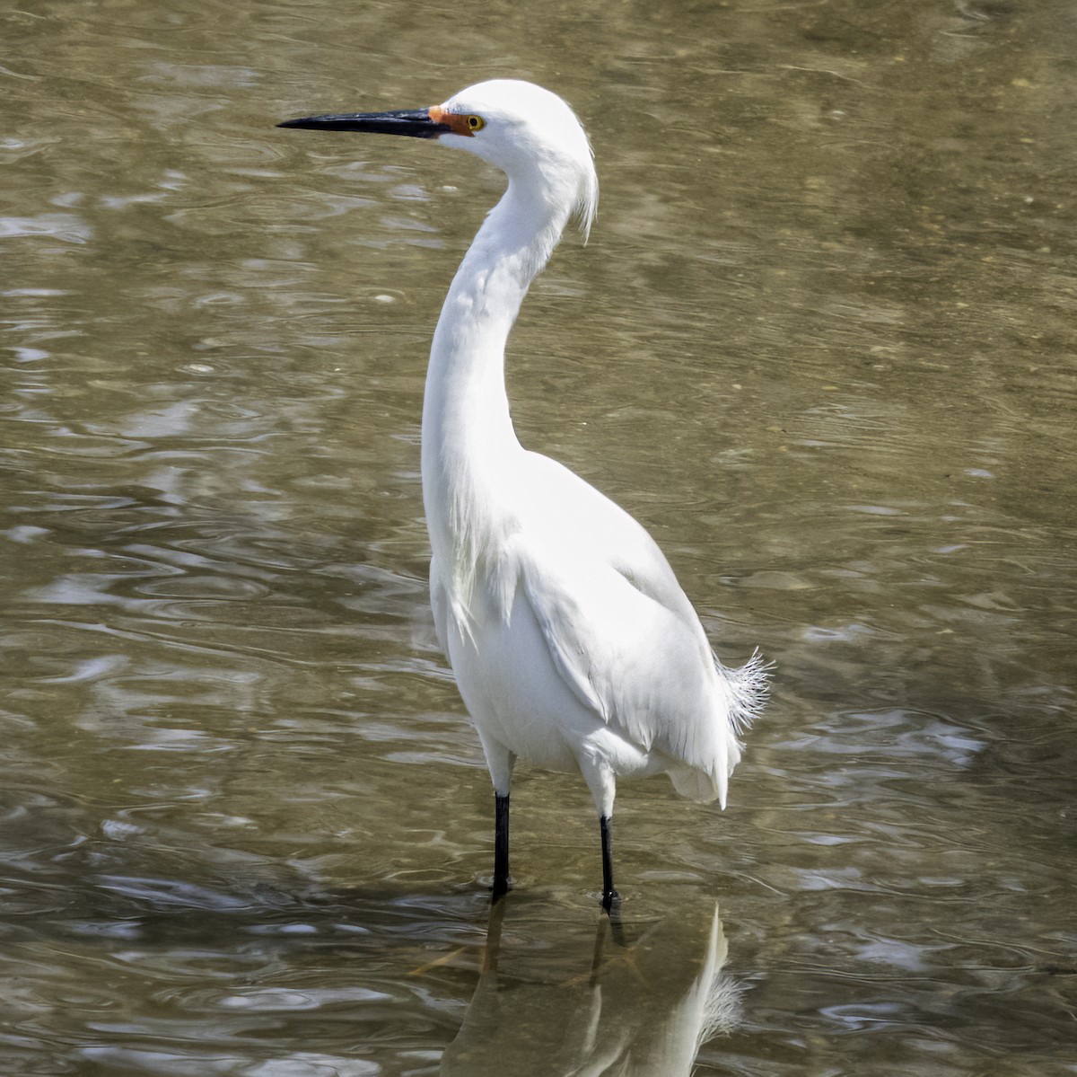 Snowy Egret - ML435303301