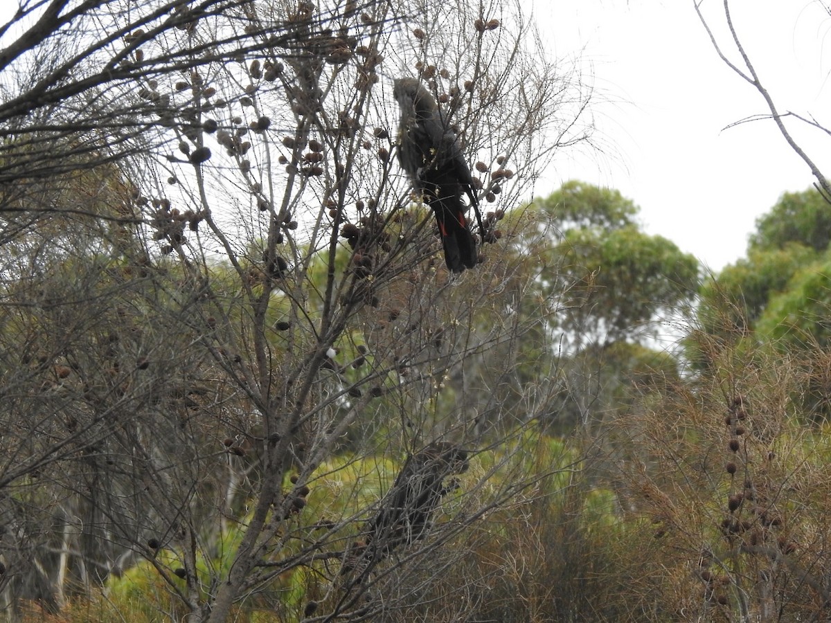 Glossy Black-Cockatoo - ML435304991