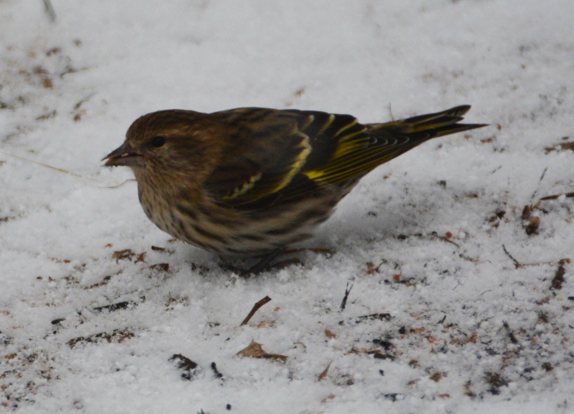 Pine Siskin - ML43530581