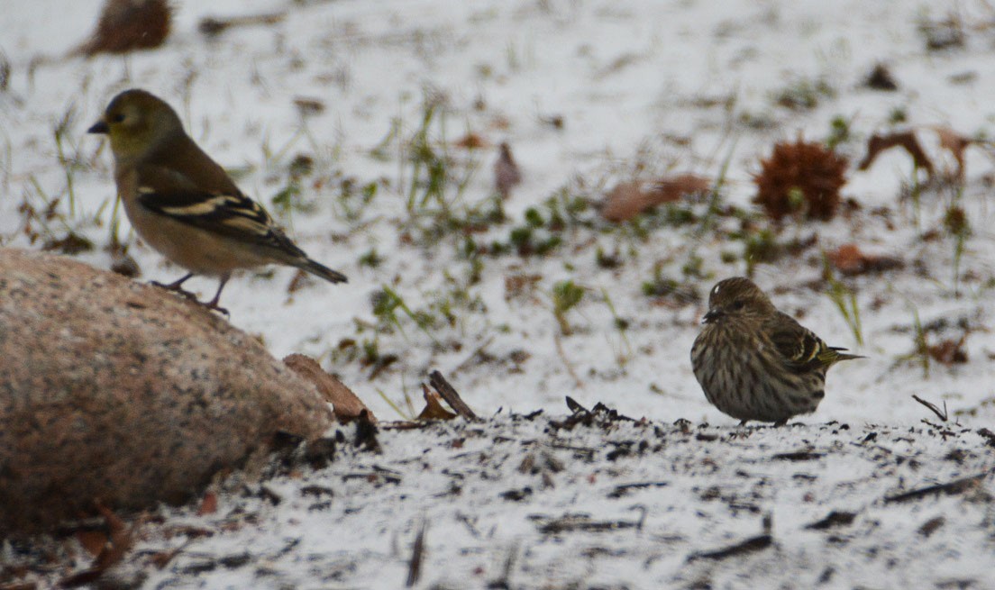 Pine Siskin - ML43530601