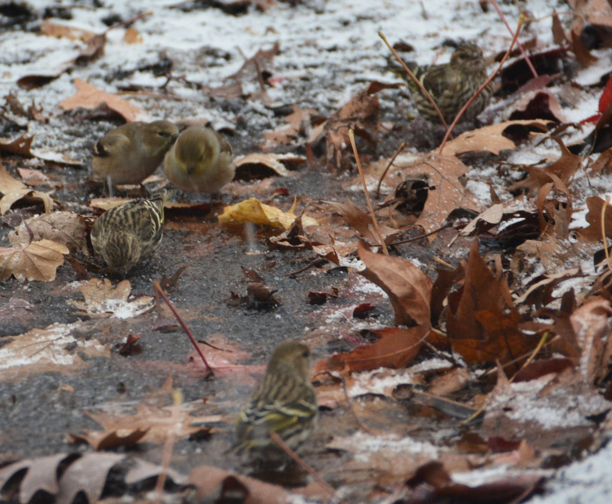 Pine Siskin - ML43530611