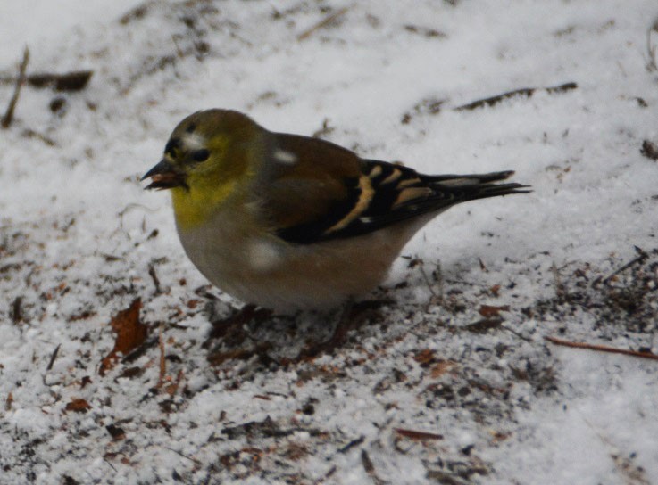 American Goldfinch - ML43530631