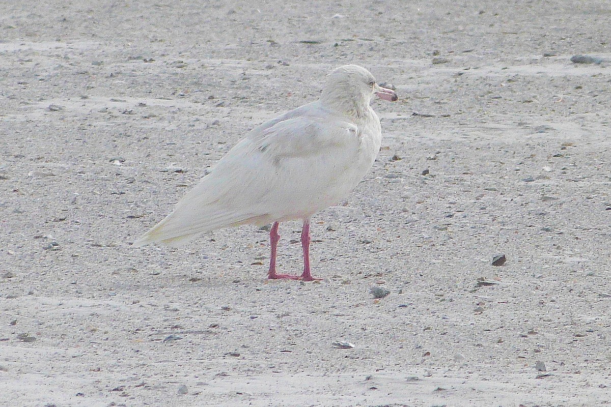 Glaucous Gull - ML43530651