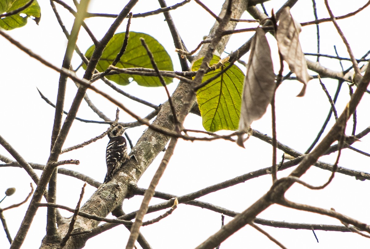 Gray-capped Pygmy Woodpecker - ML435306631