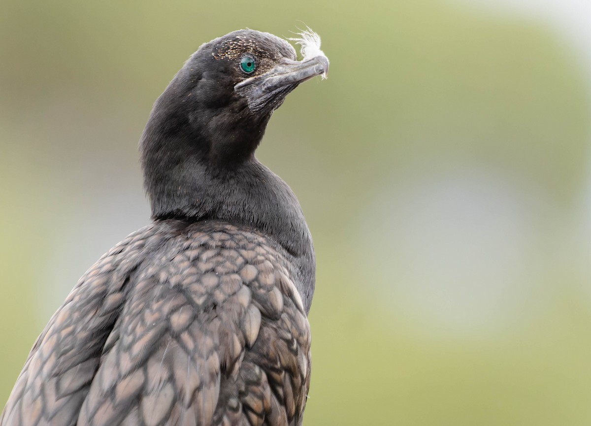 Little Black Cormorant - ML435306991