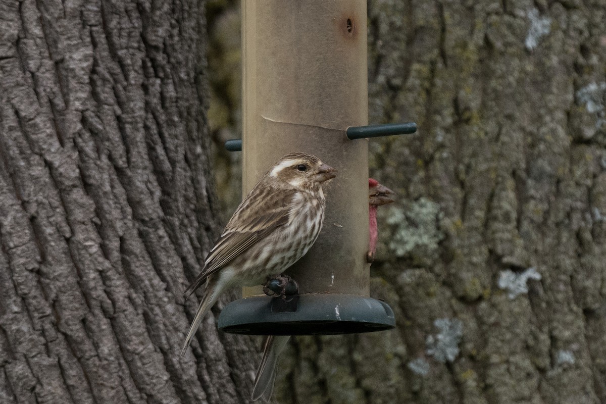 Purple Finch - ML435308171