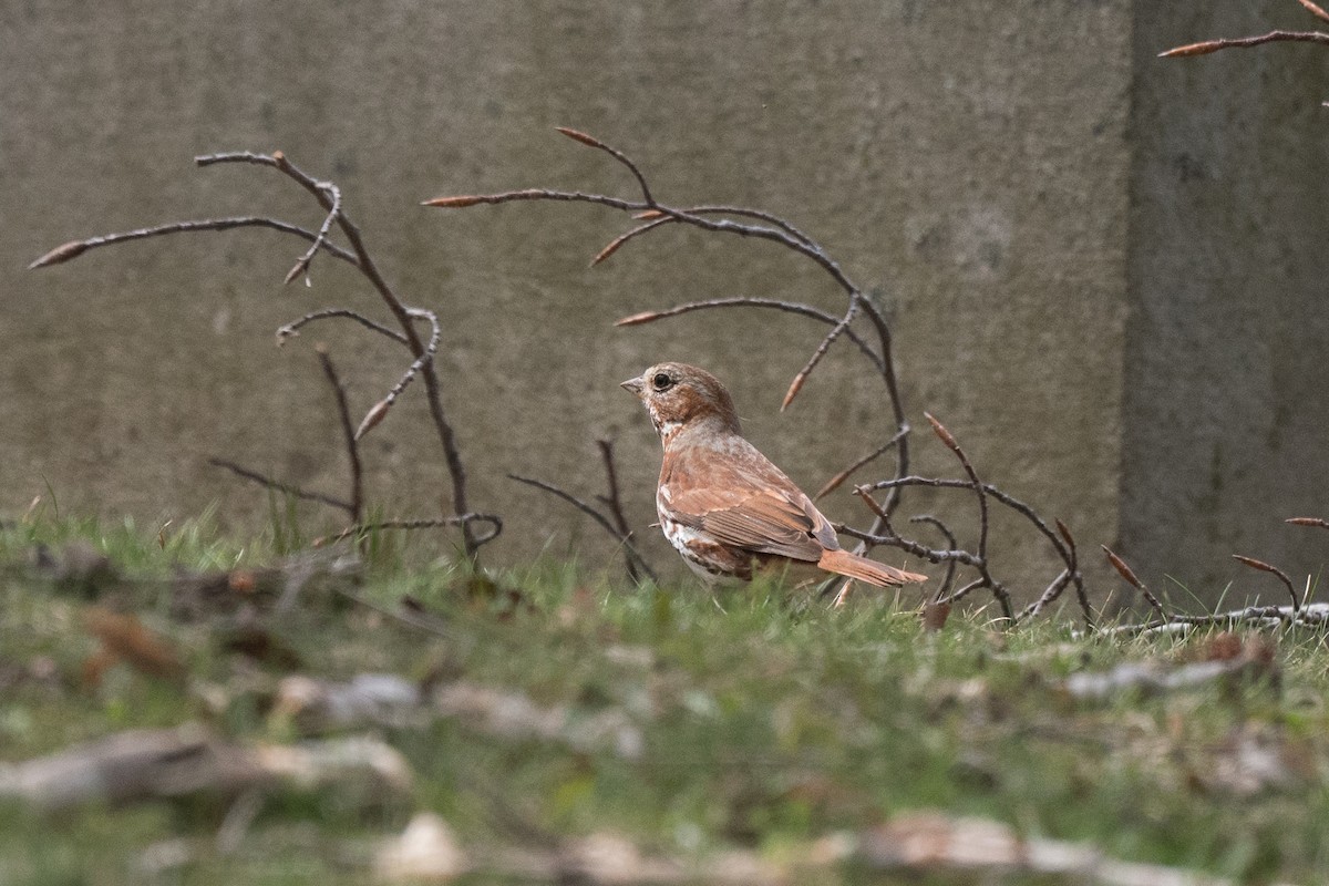 Fox Sparrow - ML435308271