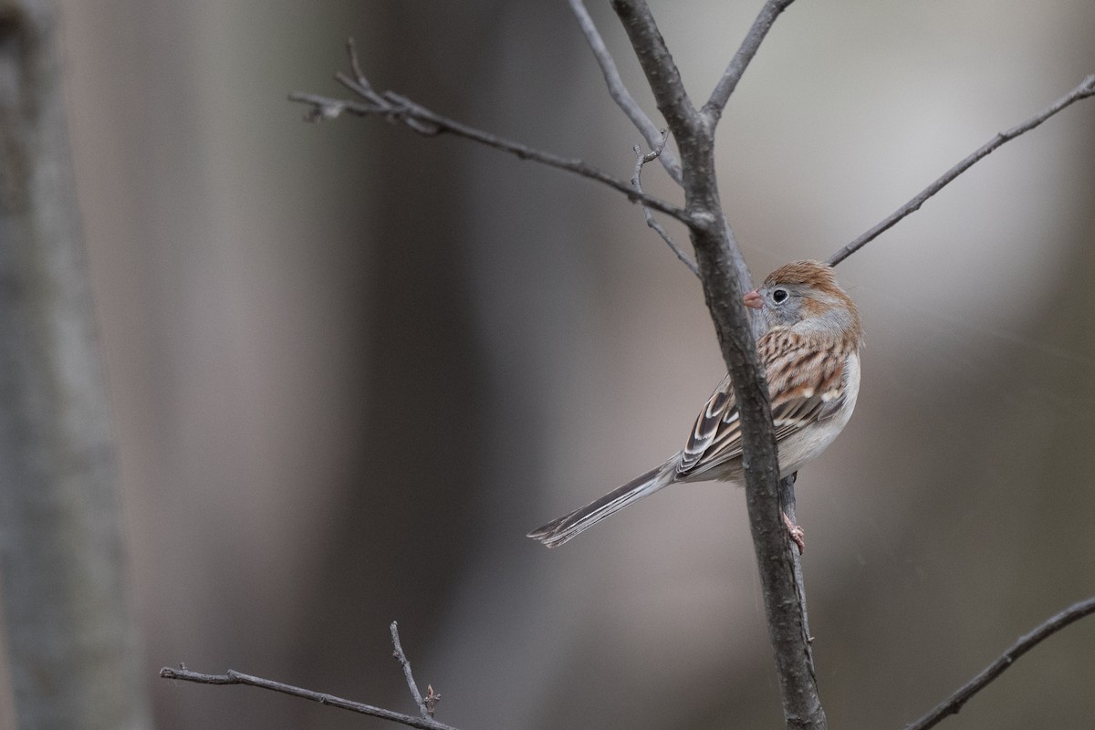 Field Sparrow - ML435308371