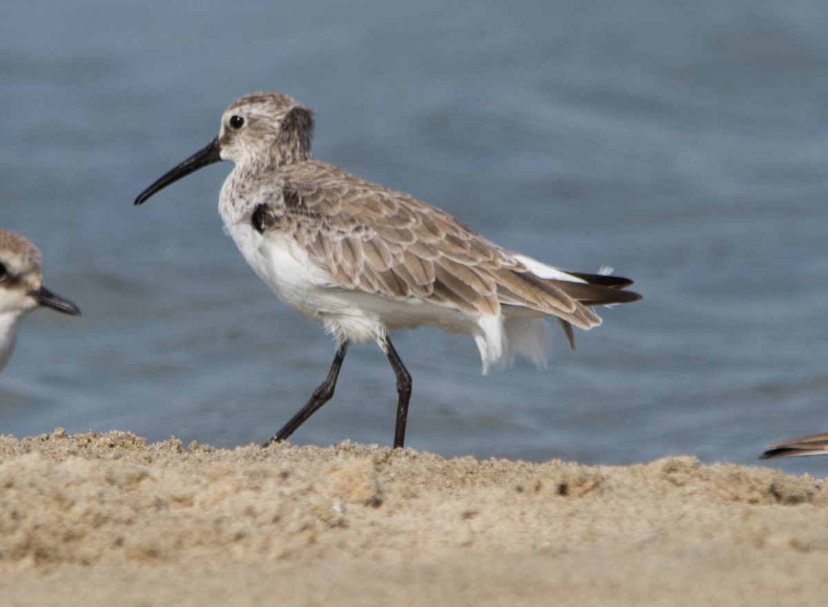 Curlew Sandpiper - ML435309581