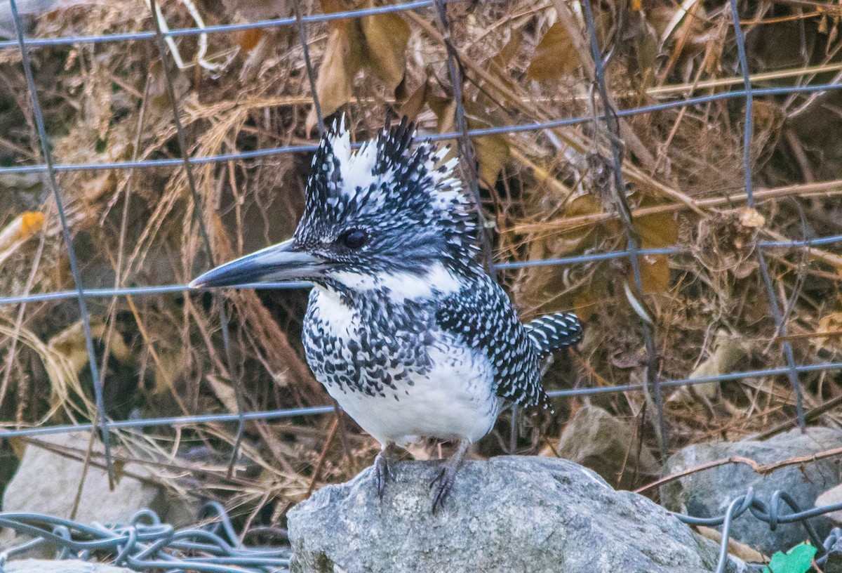 Crested Kingfisher - ML435310051