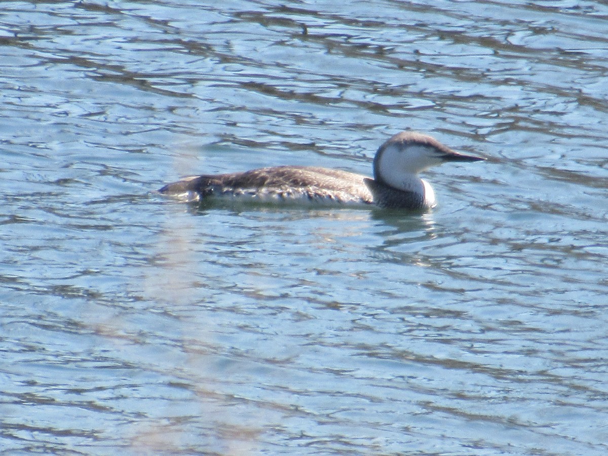 Red-throated Loon - ML435310331