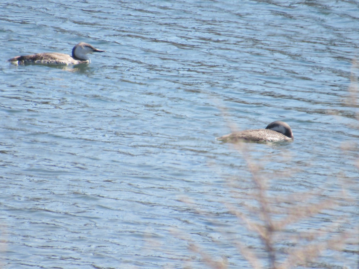 Red-throated Loon - ML435310421