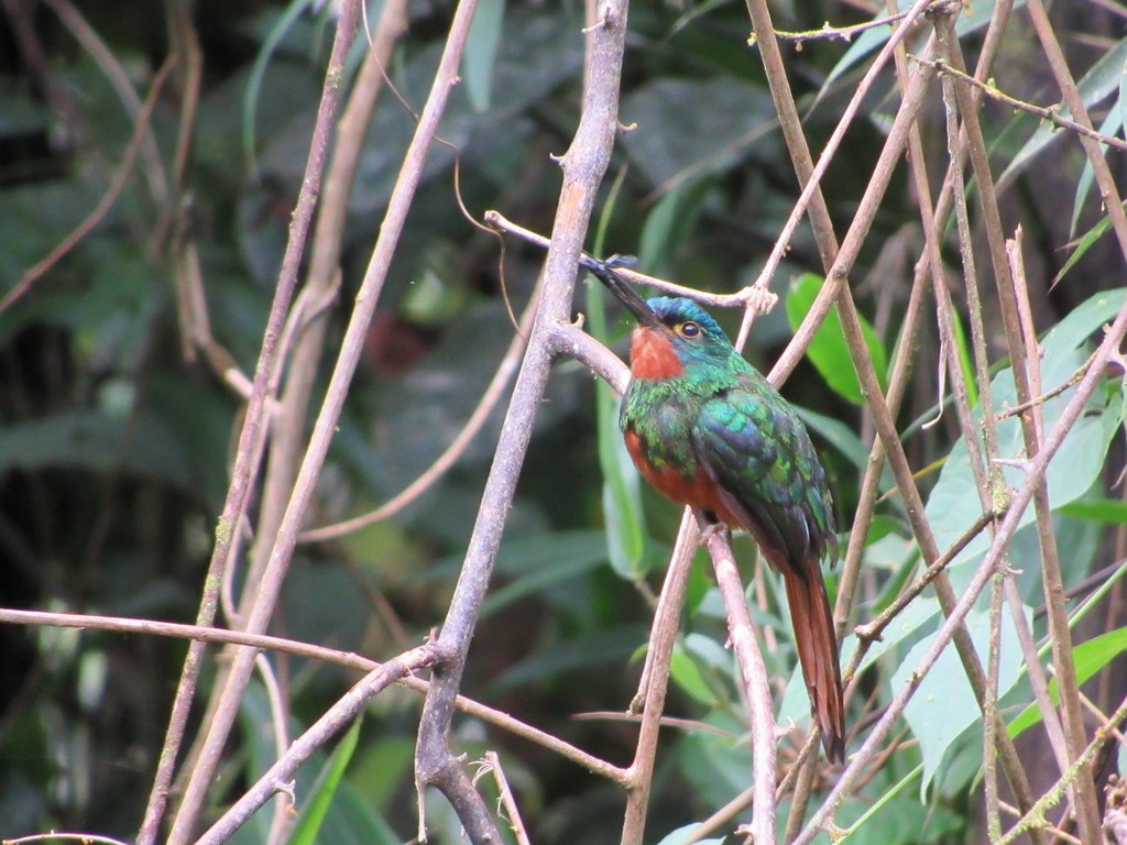 Coppery-chested Jacamar - ML435311011