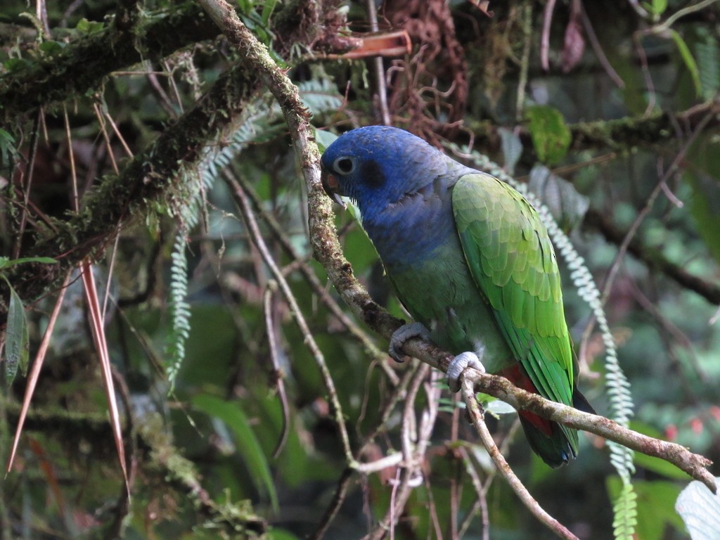 Blue-headed Parrot - ML435311021