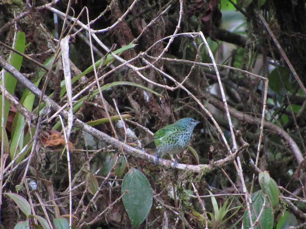 Spotted Tanager - ML435311111