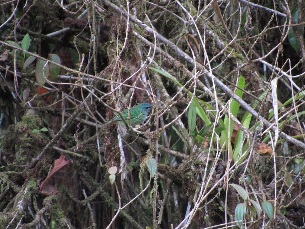 Spotted Tanager - ML435311121