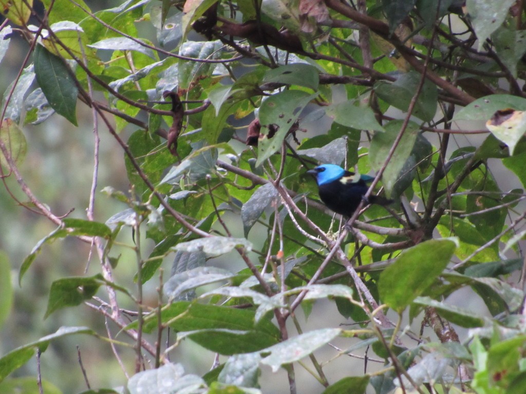 Blue-necked Tanager - ML435311211