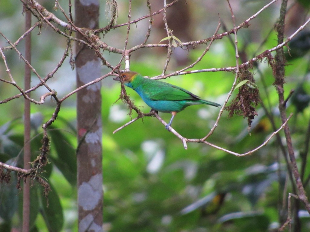 Bay-headed Tanager - ML435311241