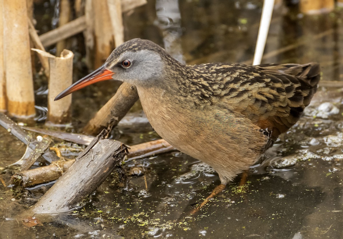 Virginia Rail - Kenneth Czworka
