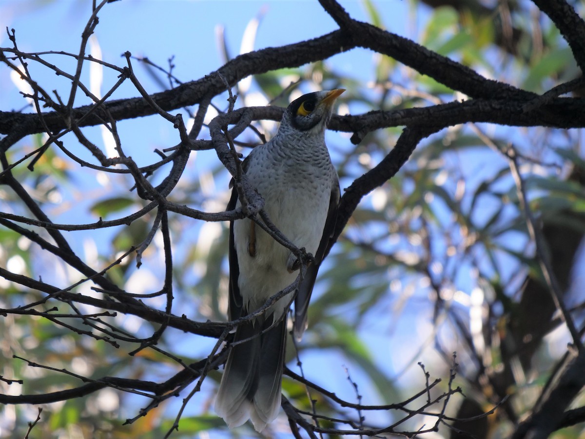Noisy Miner - ML435312651