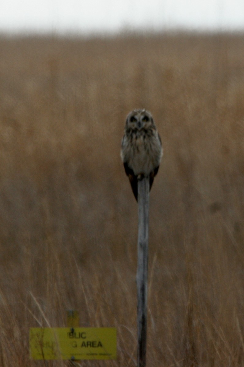 Short-eared Owl - ML43531331