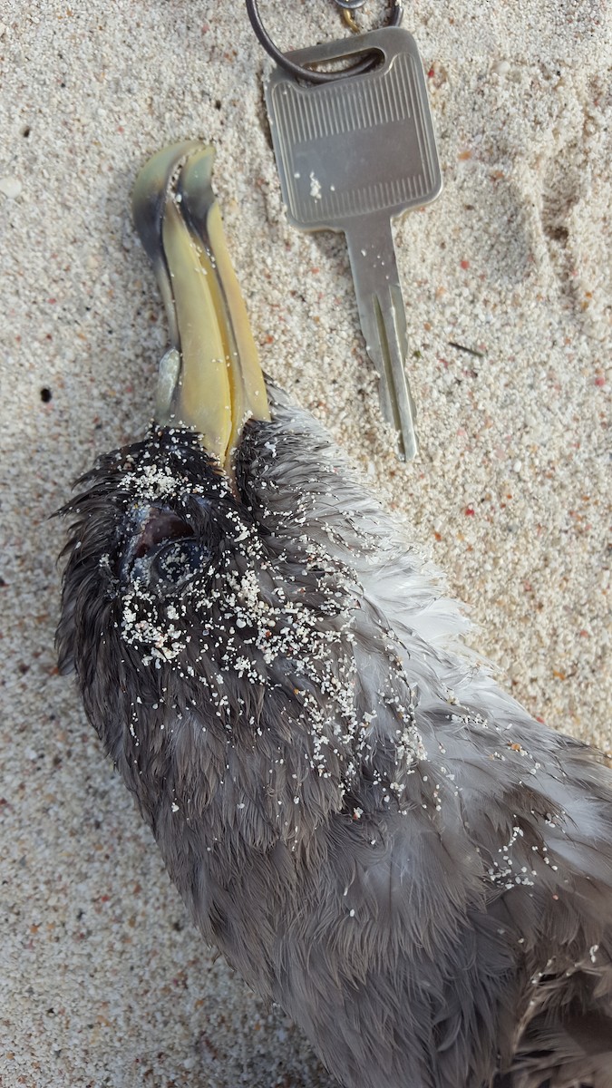 Cory's Shearwater - Michiel Oversteegen