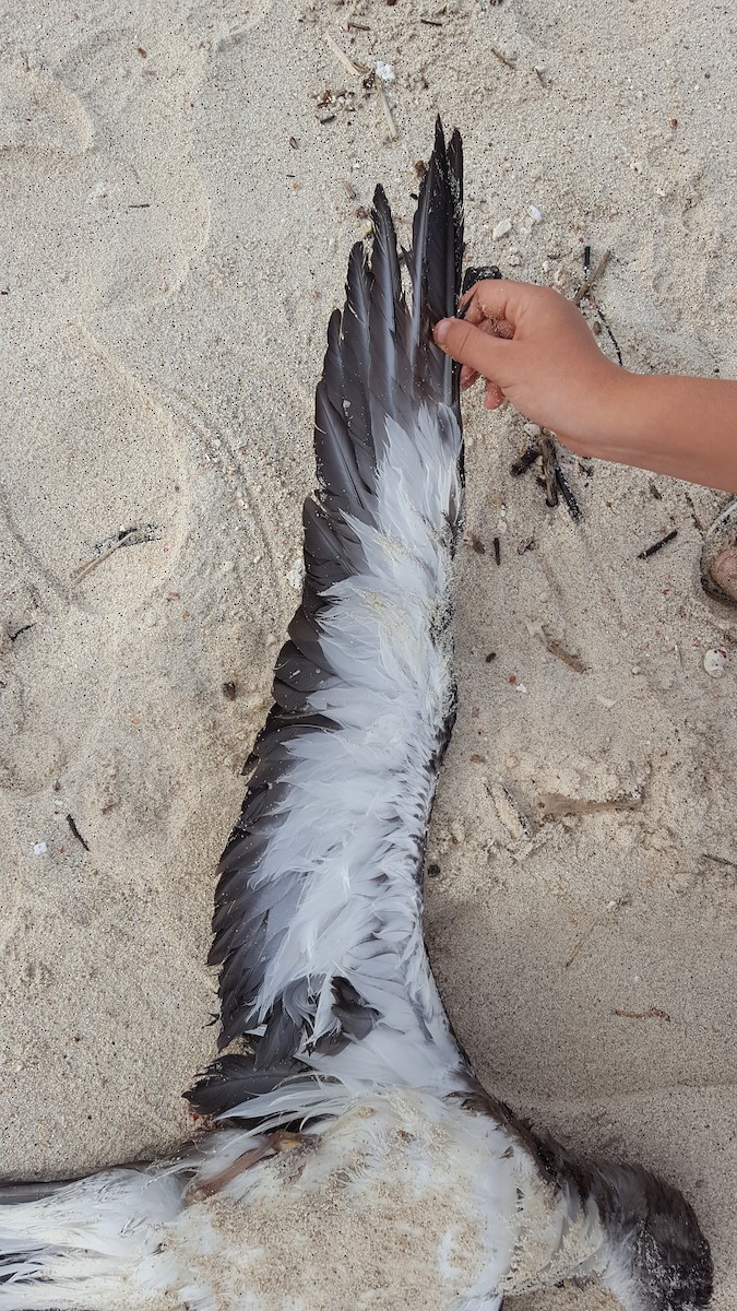 Cory's Shearwater - Michiel Oversteegen