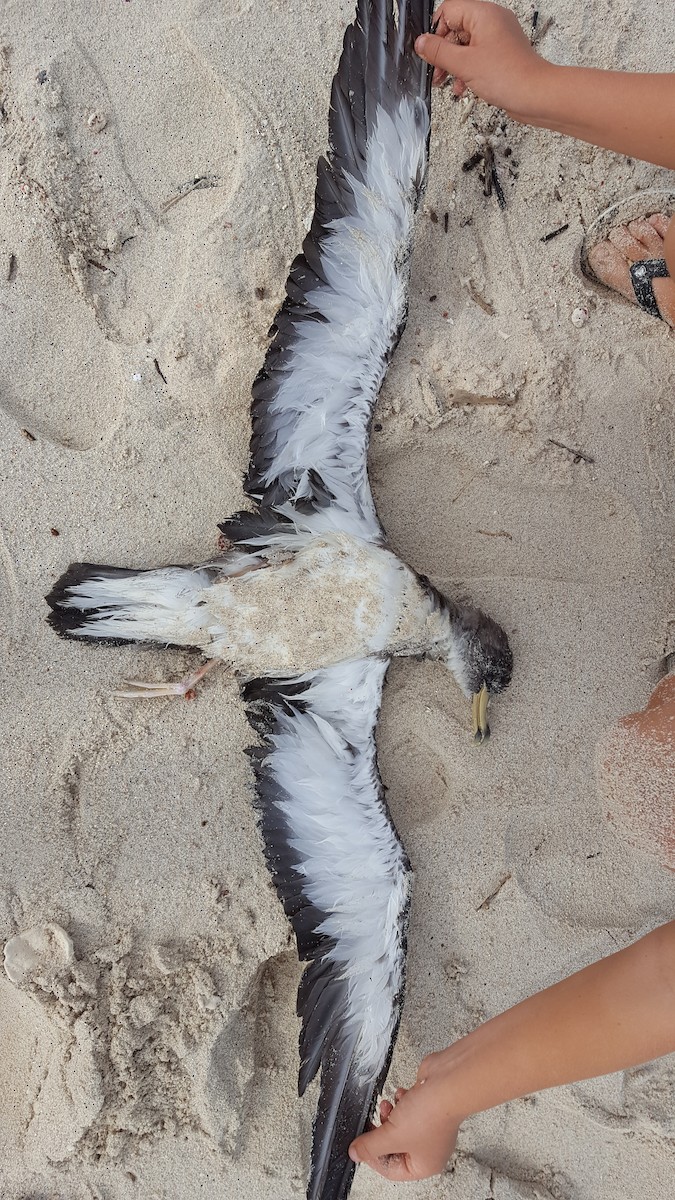 Cory's Shearwater - Michiel Oversteegen