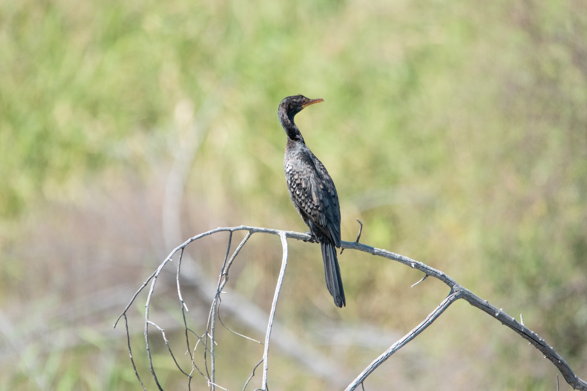 Long-tailed Cormorant - ML435318521