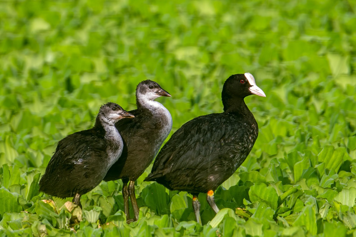 Eurasian Coot - ML435318961