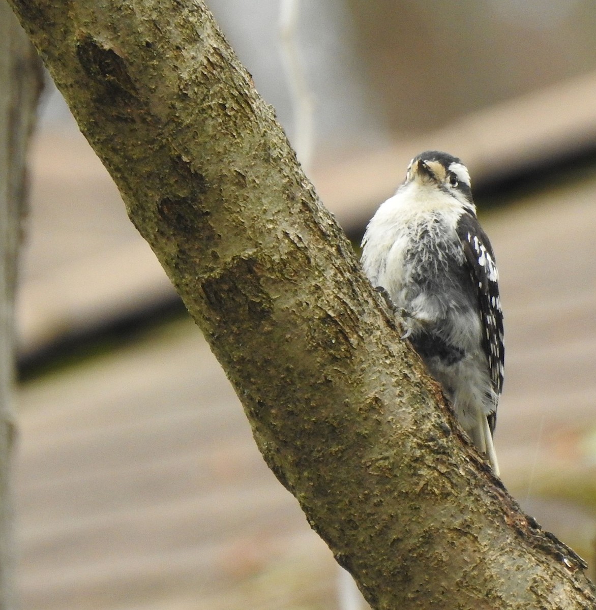 Downy Woodpecker - ML435319831