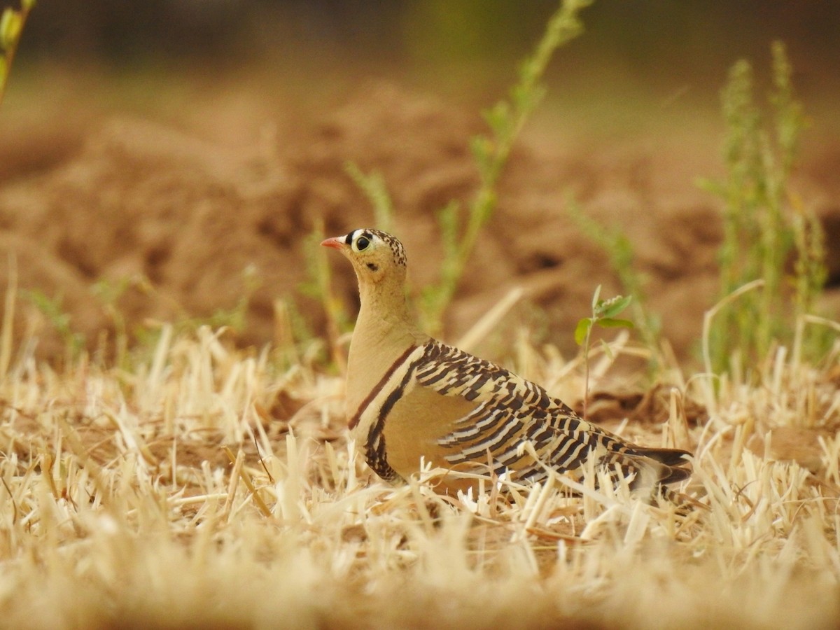 Painted Sandgrouse - ML435320241