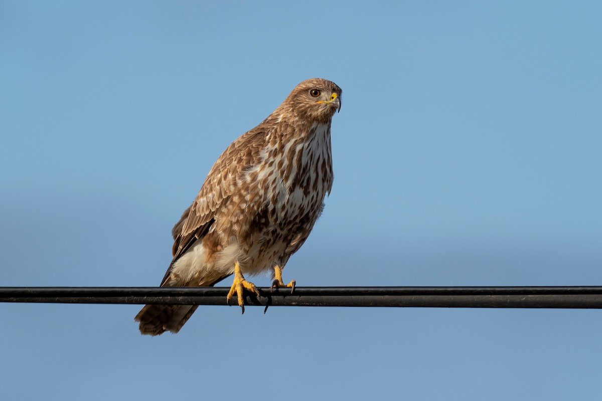 Common Buzzard - ML435322231