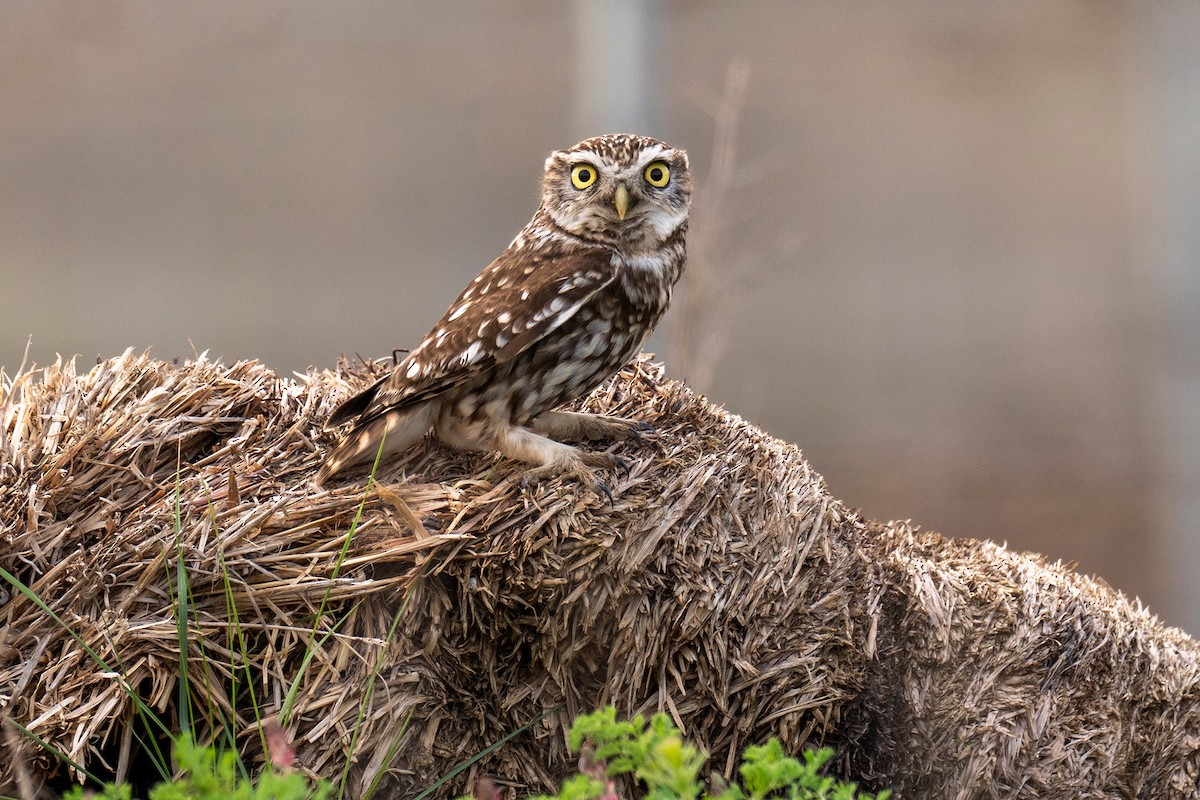 Little Owl - ML435322381