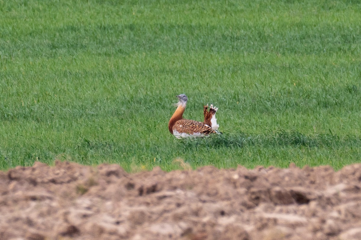 Great Bustard - ML435322541