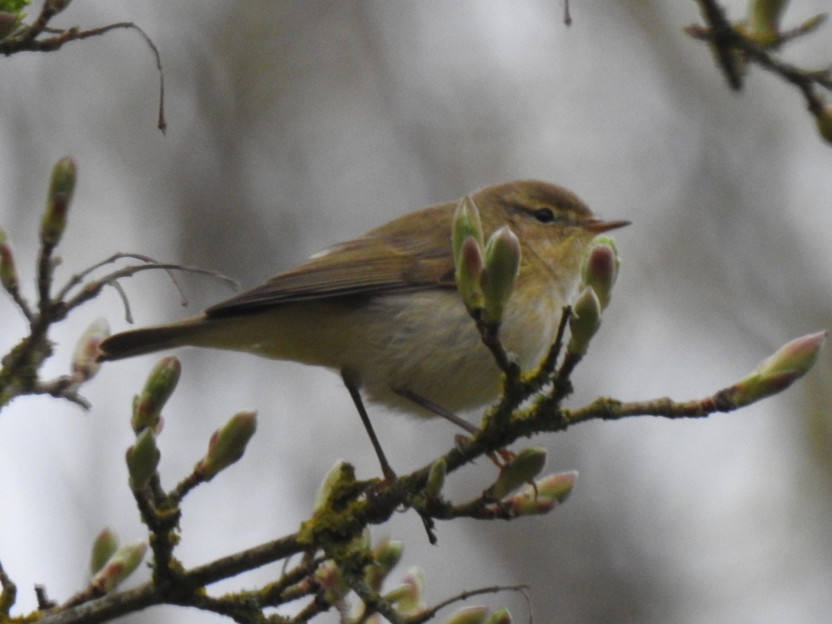 Iberian Chiffchaff - Aris Vouros