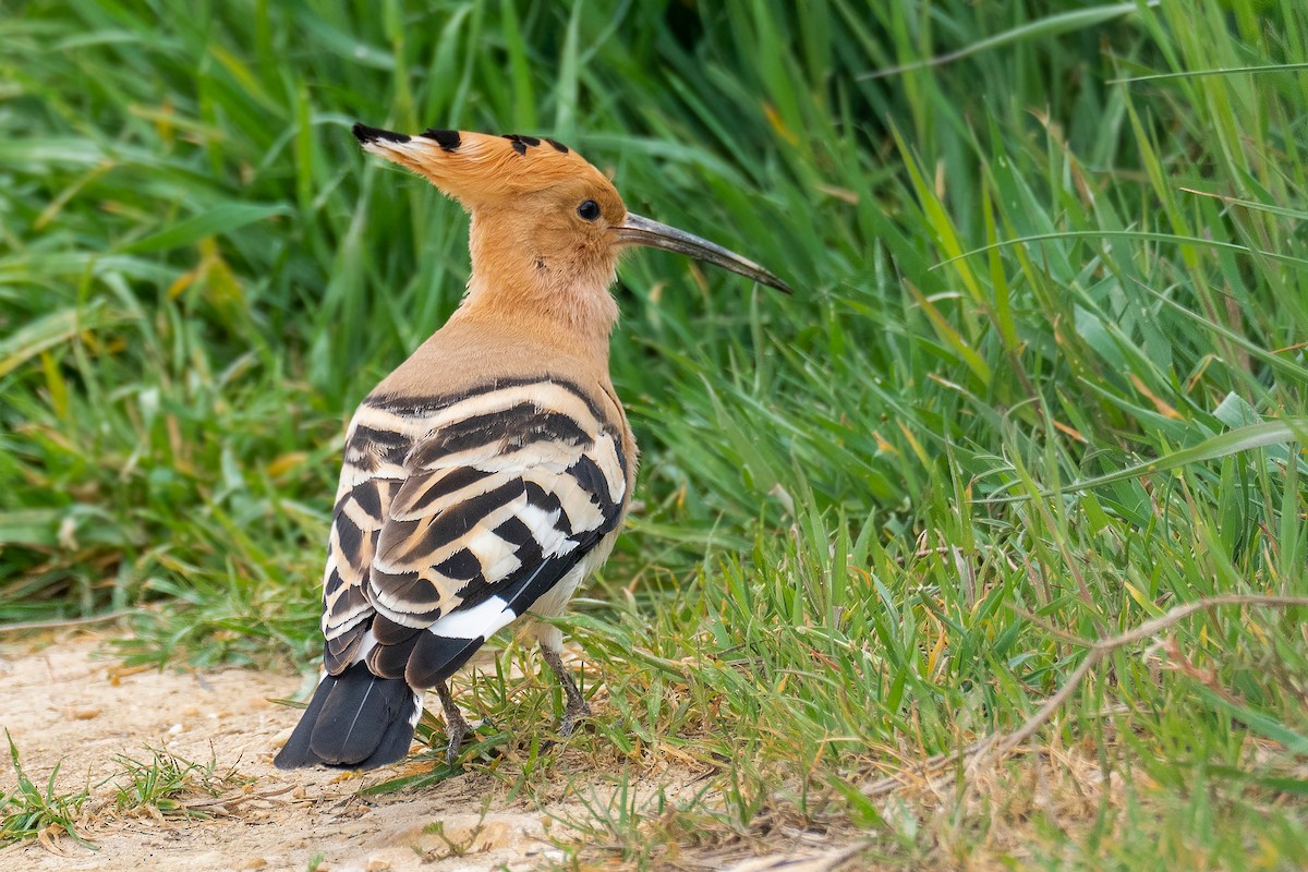 Common Hoopoe - ML435323951