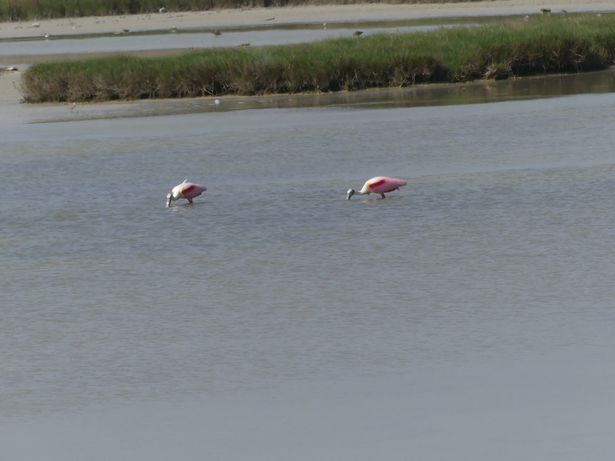 Roseate Spoonbill - ML435324321