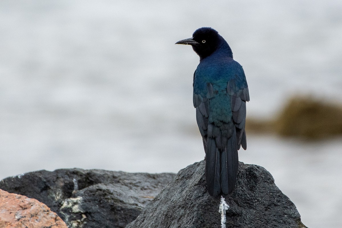 Boat-tailed Grackle - ML435324351