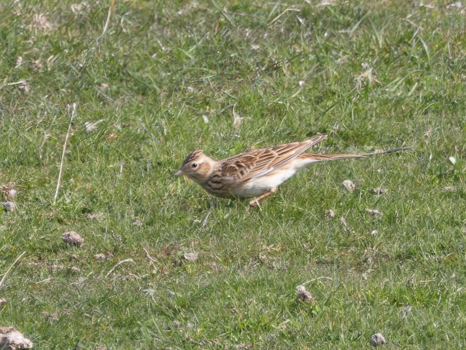 Eurasian Skylark - ML435326101