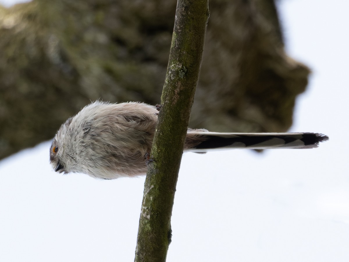 Long-tailed Tit - ML435326121