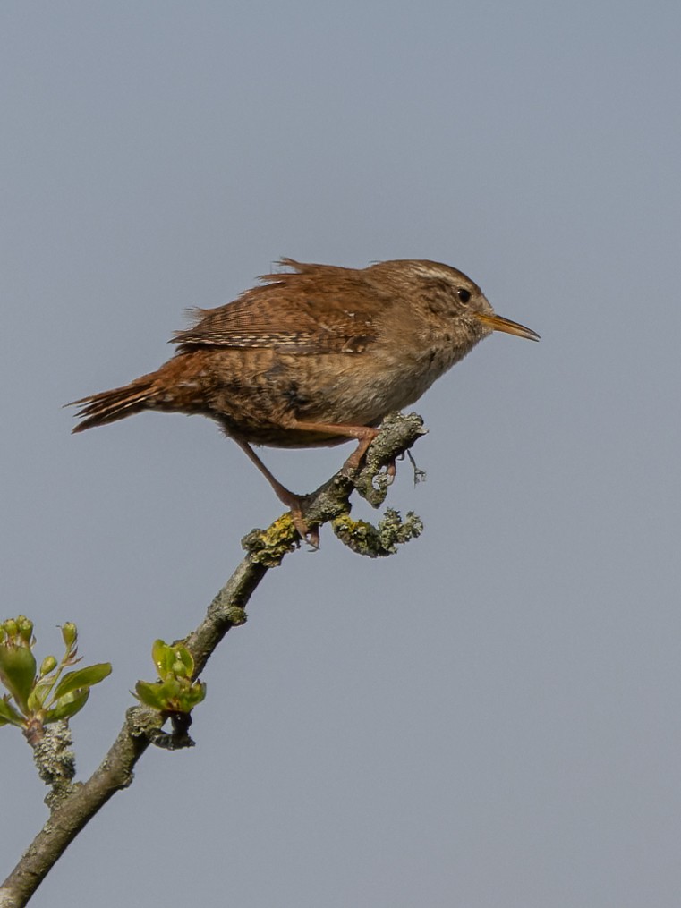 Eurasian Wren (British) - William Stephens